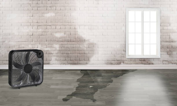 Best Professional water damage repair  in Talent, OR